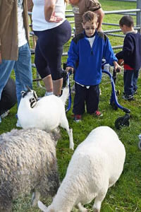 Herd of sheep at the Walk-FUN-Roll petting zoo