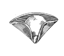 triangular tricorne